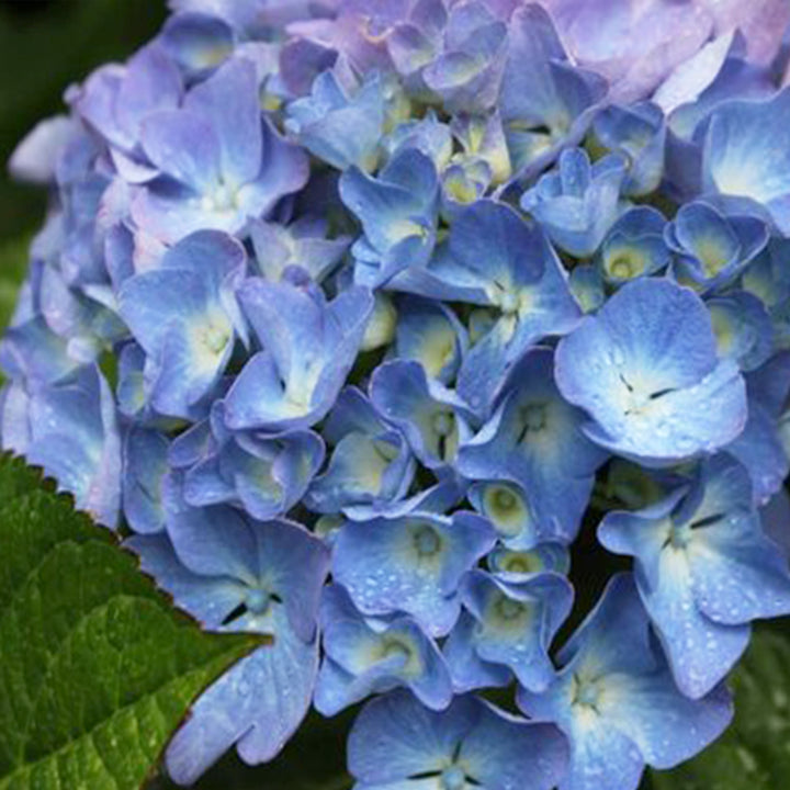 Hydrangea macrophylla 'Horben' Mophead Hydrangea, 2 Gallon Shrub
