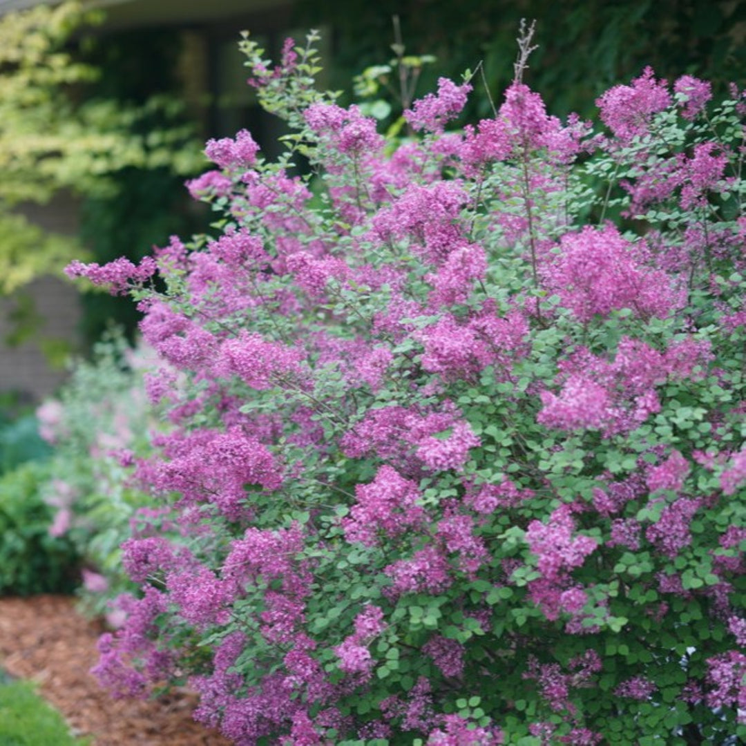 Syringa x 'SMSJBP7' PP26549 Bloomerang® Dark Purple Reblooming Lilac, 2 Gallon Shrub