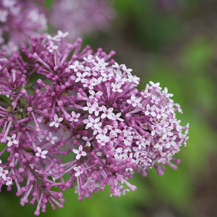 Syringa x 'Penda' PP20575 Bloomerang® Purple Reblooming Lilac, 1 Gallon Shrub