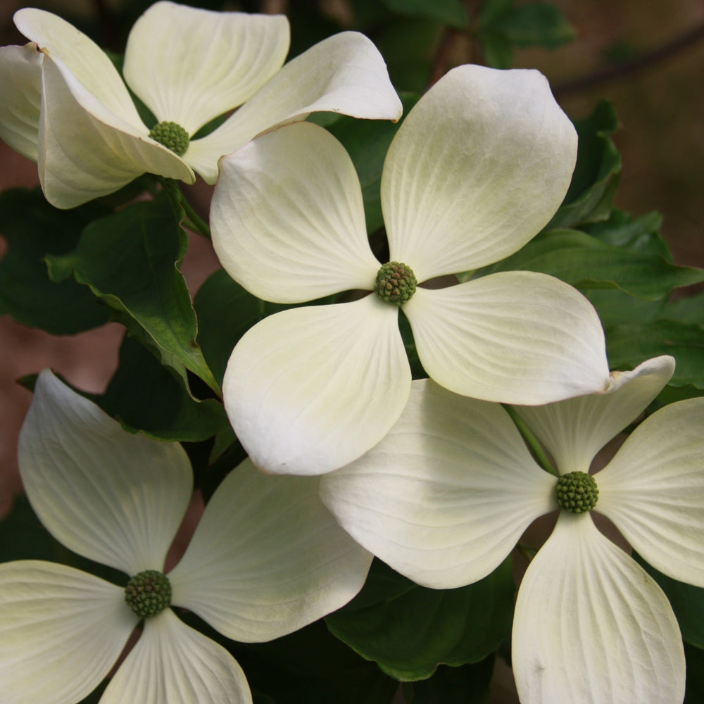 201403290_Venus_Dogwood.jpg