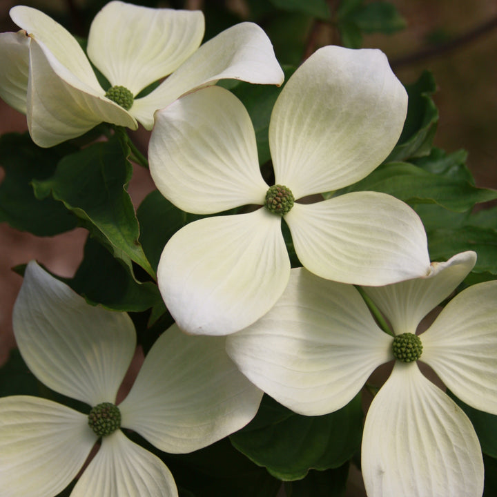 201403290_Venus_Dogwood.jpg