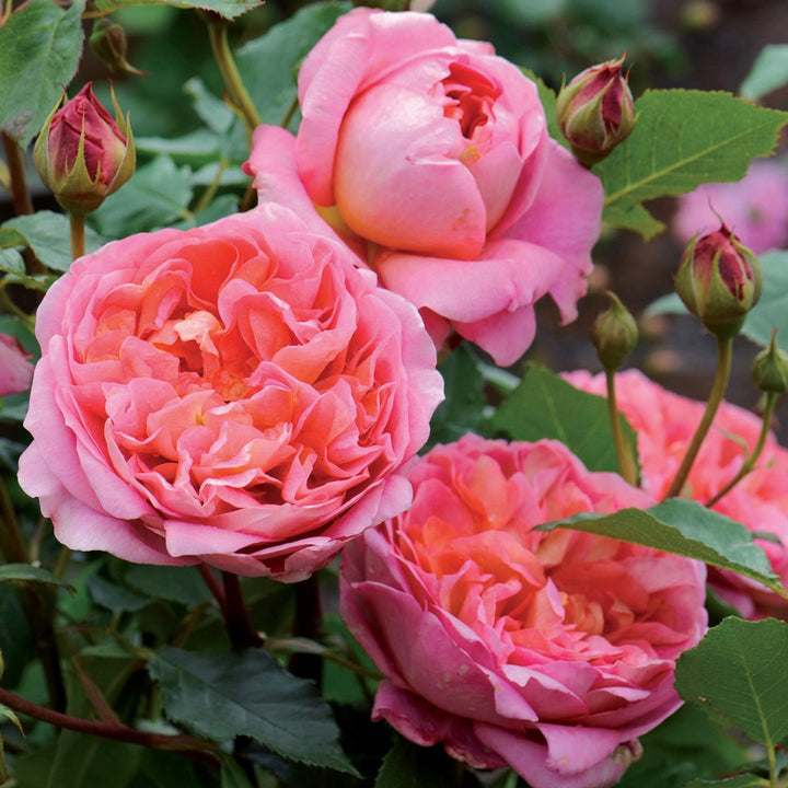 Rosa 'Harlow Carr' David Austin Rose, 3 Gallon Shrub