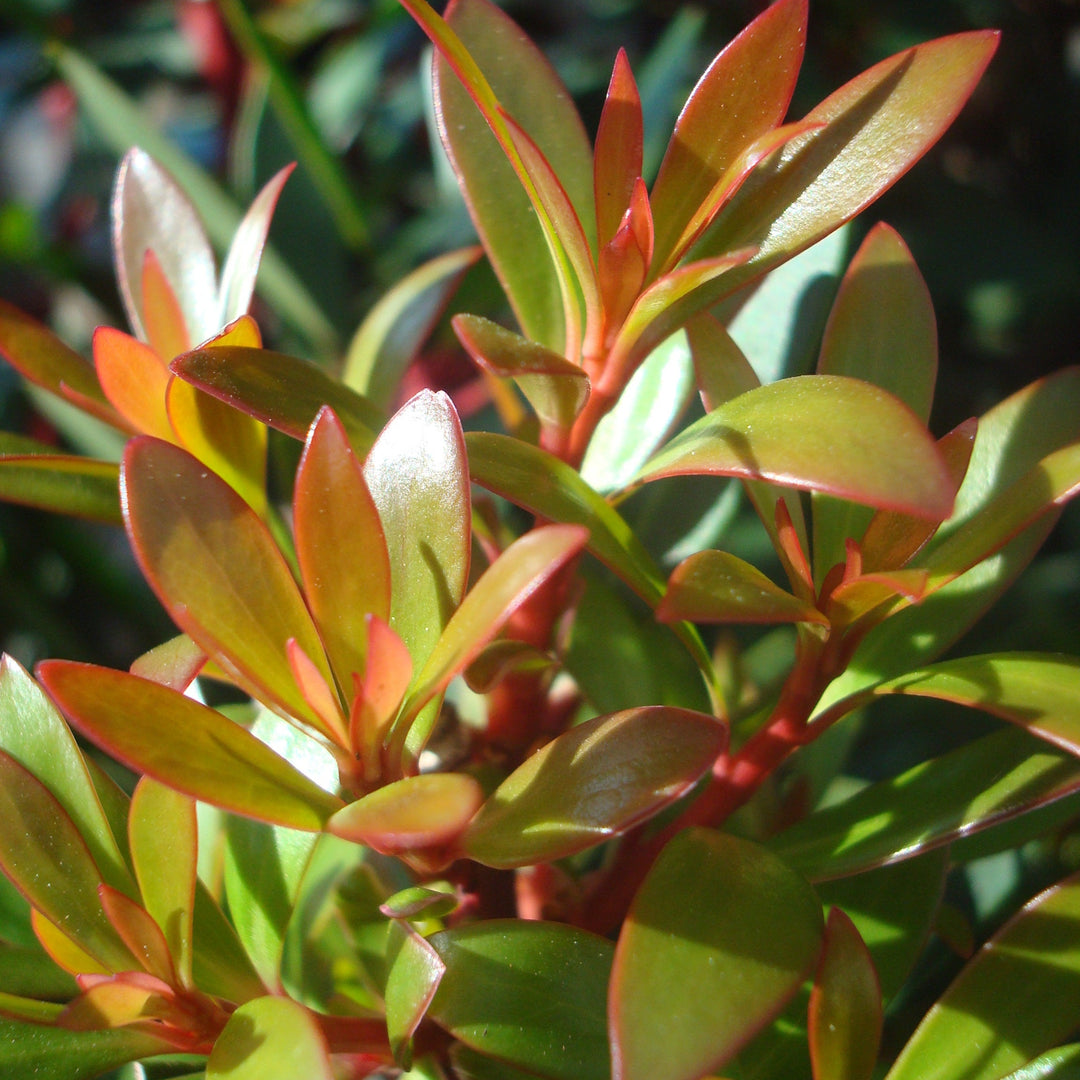 Drimys lanceolata Mountain Pepper, 5 Gallon Shrub
