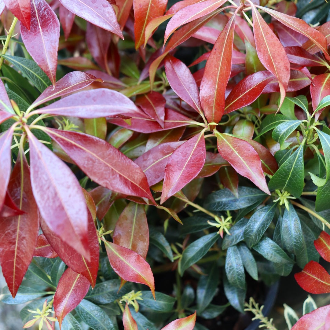 Pieris japonica 'Katsura' PP15452 Japanese Andromeda, 1 Gallon Shrub