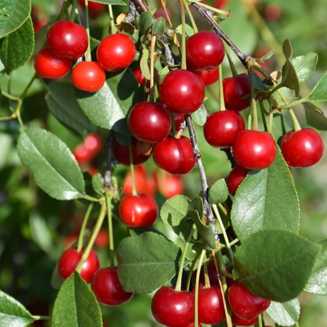 Bare Root Cherry Tree