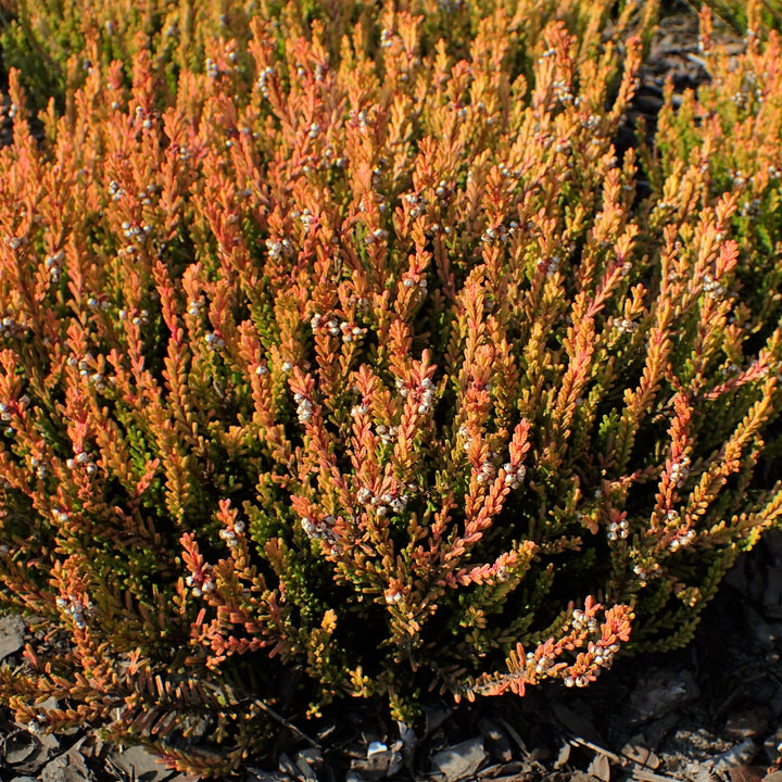 Calluna vulgaris 'Winter Chocolate' Heather, 1 Gallon Shrub