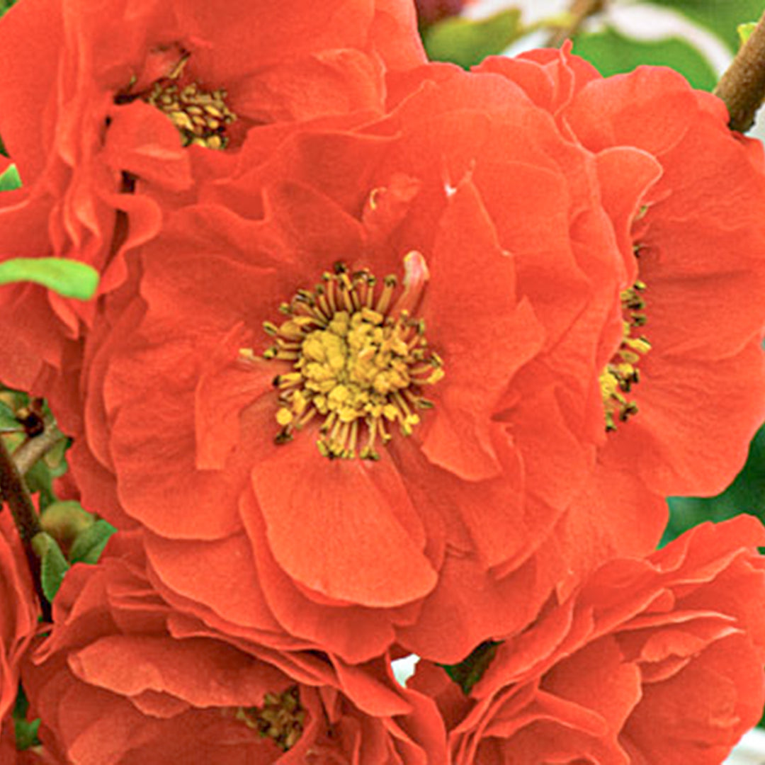 Chaenomeles speciosa 'Orange Storm' PP20950 Double Take® Orange Flowering Quince, 1 Gallon Shrub