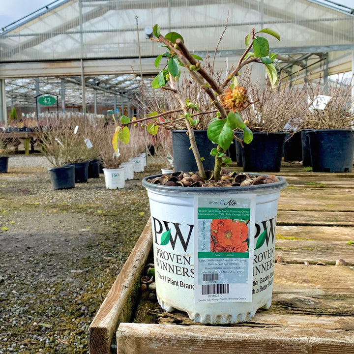 Chaenomeles speciosa 'Orange Storm' PP20950 Double Take® Orange Flowering Quince, 1 Gallon Shrub