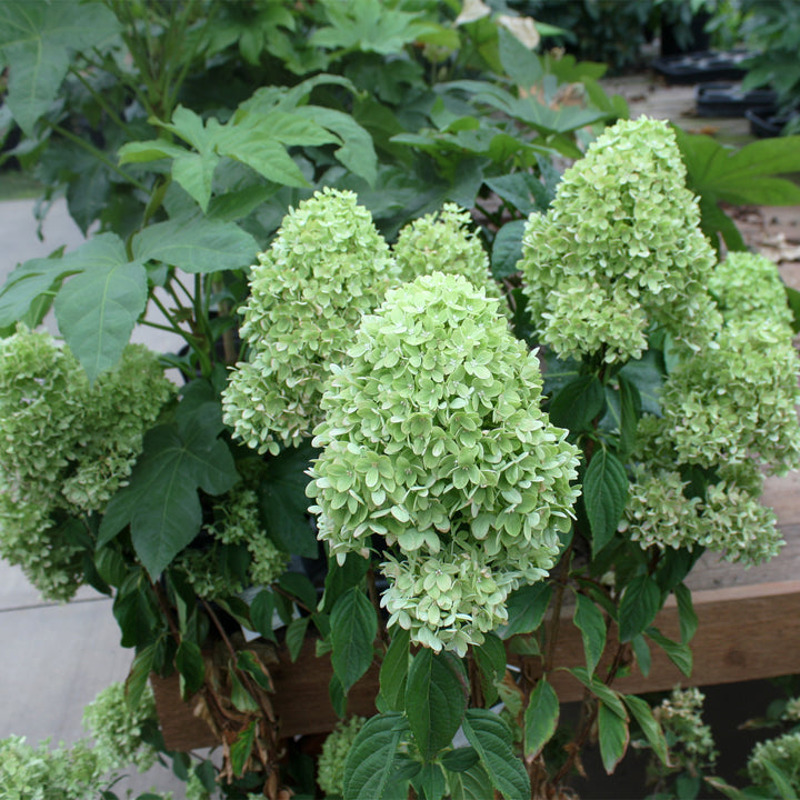 Hydrangea paniculata 'Jane' PP22330 Little Lime® Panicle Hydrangea, 7 Gallon Shrub