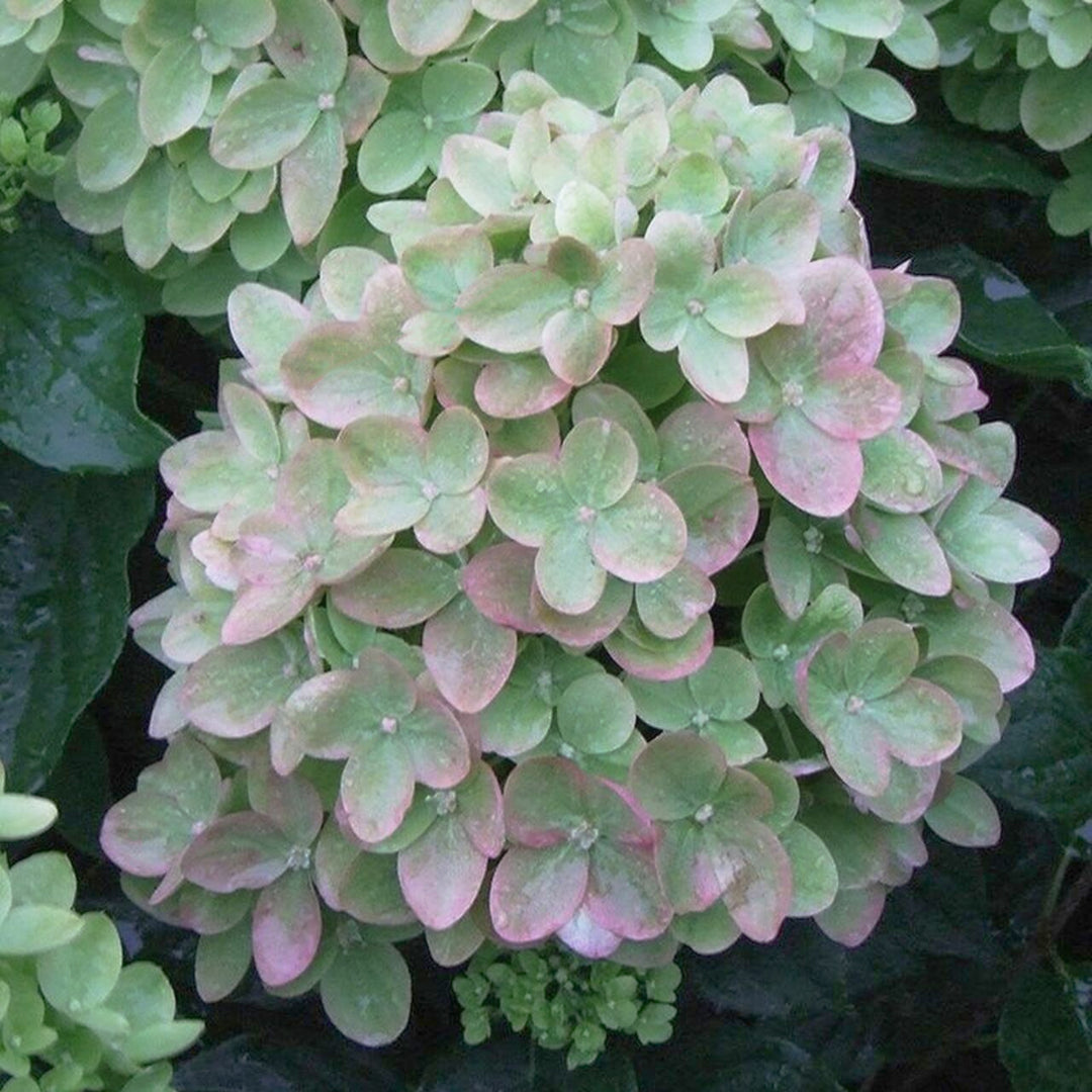 Hydrangea paniculata 'Jane' PP22330 Little Lime® Panicle Hydrangea, 7 Gallon Shrub