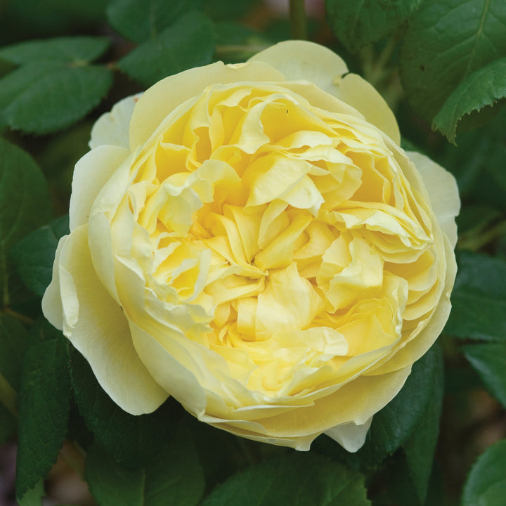 Rosa x 'Auspeet' Charles Darwin David Austin Rose, 3 Gallon Shrub