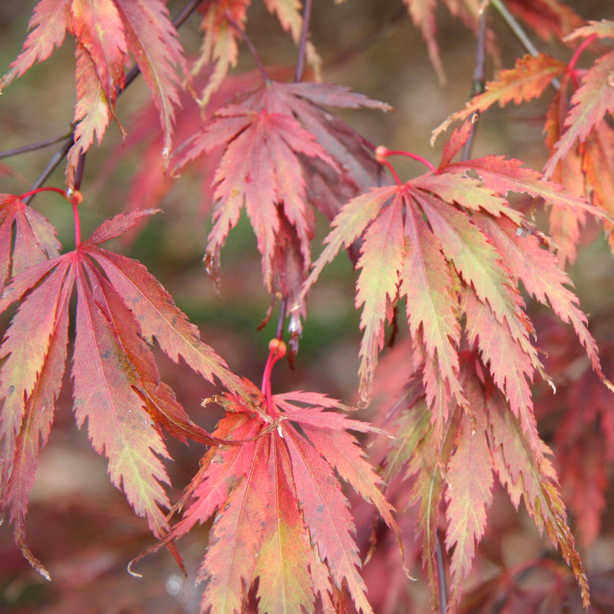Acer palmatum 'Sherwood Flame' Japanese Maple, 10 Gallon Tree