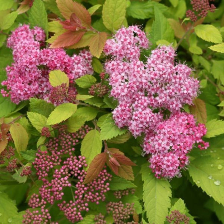 Spiraea x 'Tracy' PP21588 Double Play Big Bang® Spirea, 3 Gallon Shrub