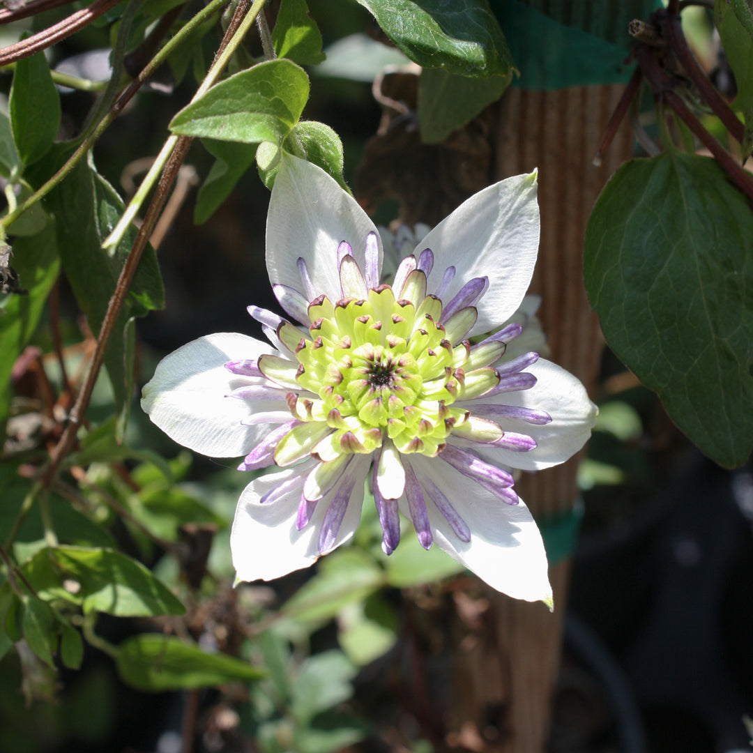 Clematis 'Evipo006' PP17123 Viennetta™ Clematis, 1 Gallon Vine