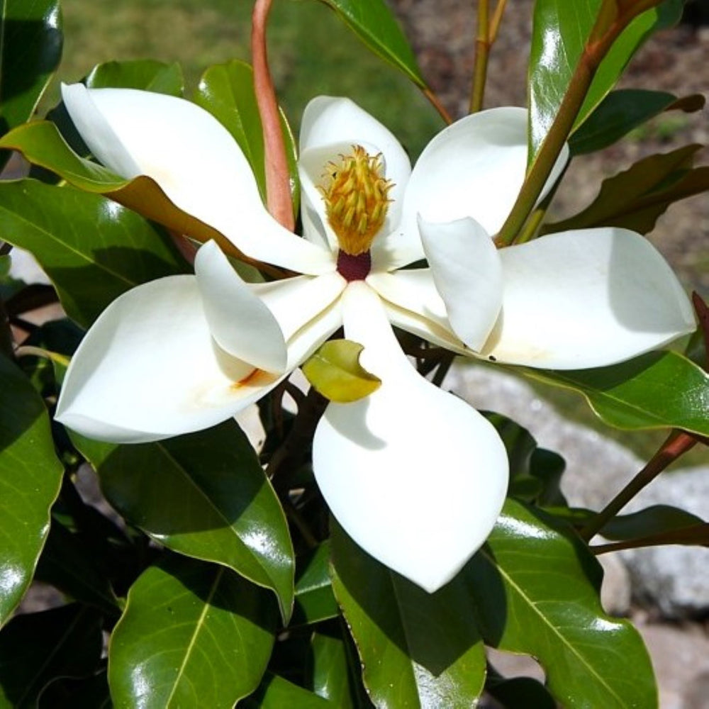 Magnolia grandiflora 'Kay Parris' Magnolia, 7 Gallon Tree