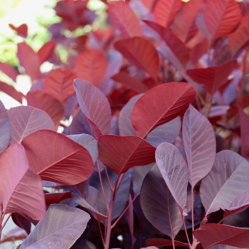 Cotinus coggygria 'NCCO1' PP30216 Winecraft Black® Smokebush, 2 Gallon Shrub