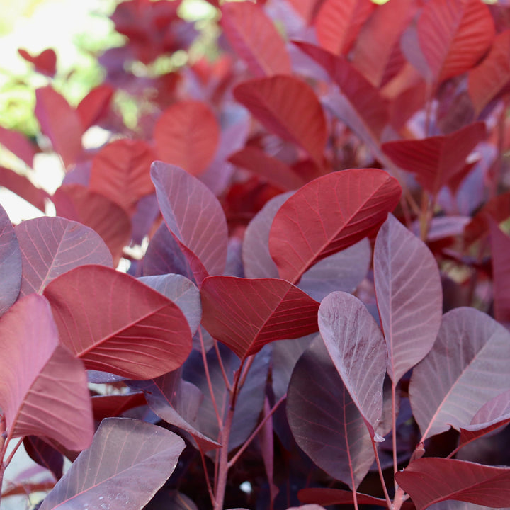 Cotinus coggygria 'NCCO1' PP30216 Winecraft Black® Smokebush, 2 Gallon Shrub