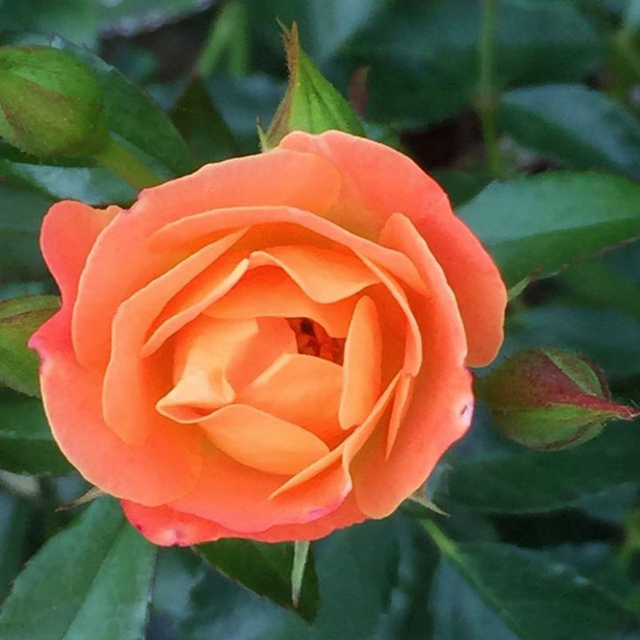 Rosa 'Radral' PP19803 Coral Knock Out® Rose, 2 Gallon Shrub