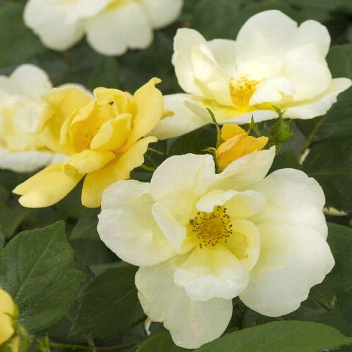 Rosa x 'Radsunny' PP18562 Knockout Rose, 2 Gallon Shrubs