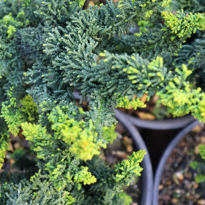 Chamaecyparis obtusa 'Habari' Chirimen Hinoki Cypress, 2 Gallon Tree