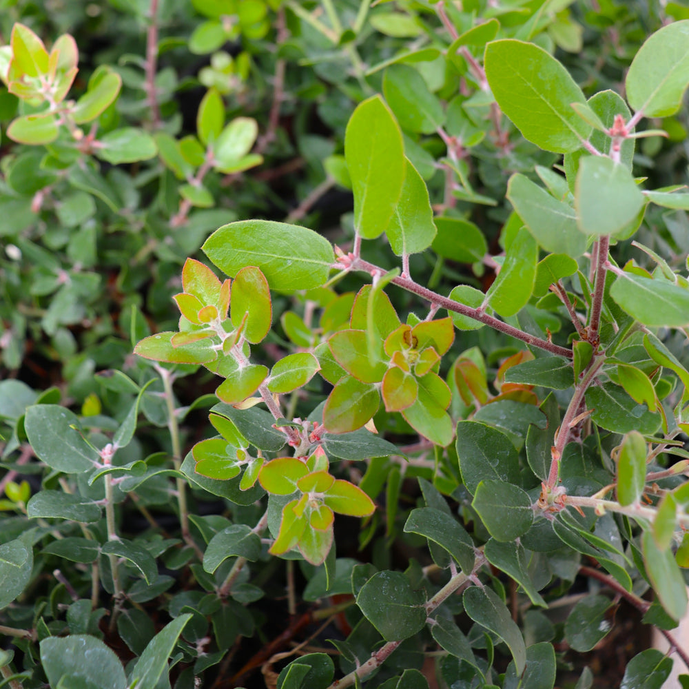 Arctostaphylos x 'Sunset' Manzanita, 1 Gallon Shrub