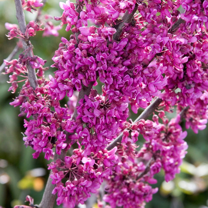 Cercis reniformis 'Oklahoma' Redbud, 10 Gallon Tree