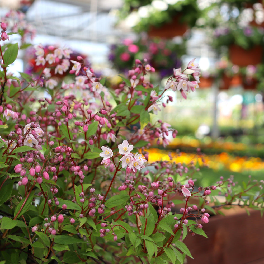 Deutzia x 'NCDX2' PP28347 Yuki Cherry Blossom Deutzia, 2 Gallon Shrub