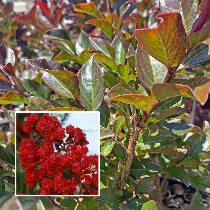 Lagerstroemia indica 'PIILAG-VII' PP27303 First Editions® Ruffled Red Magic™ Crape Myrtle, 1 Gallon Shrub