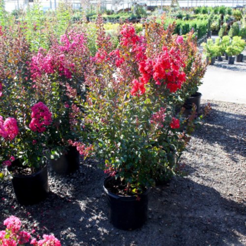 Lagerstroemia indica 'PIILAG-VII' PP27303 First Editions® Ruffled Red Magic™ Crape Myrtle, 1 Gallon Shrub