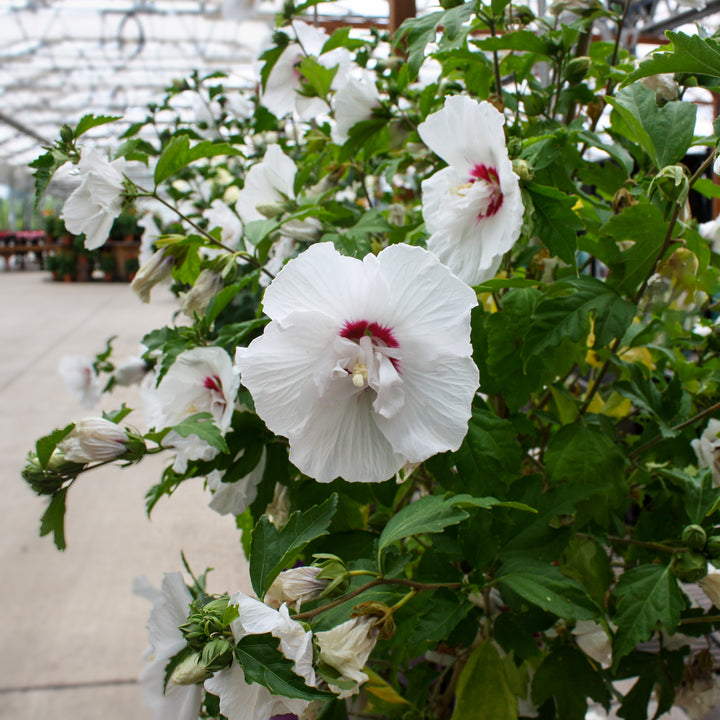 Hibiscus syriacus Rose of Sharon, 5 Gallon Shrub