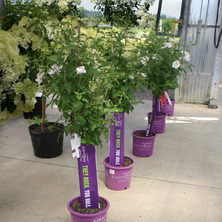 Hibiscus syriacus Rose of Sharon, 5 Gallon Shrub