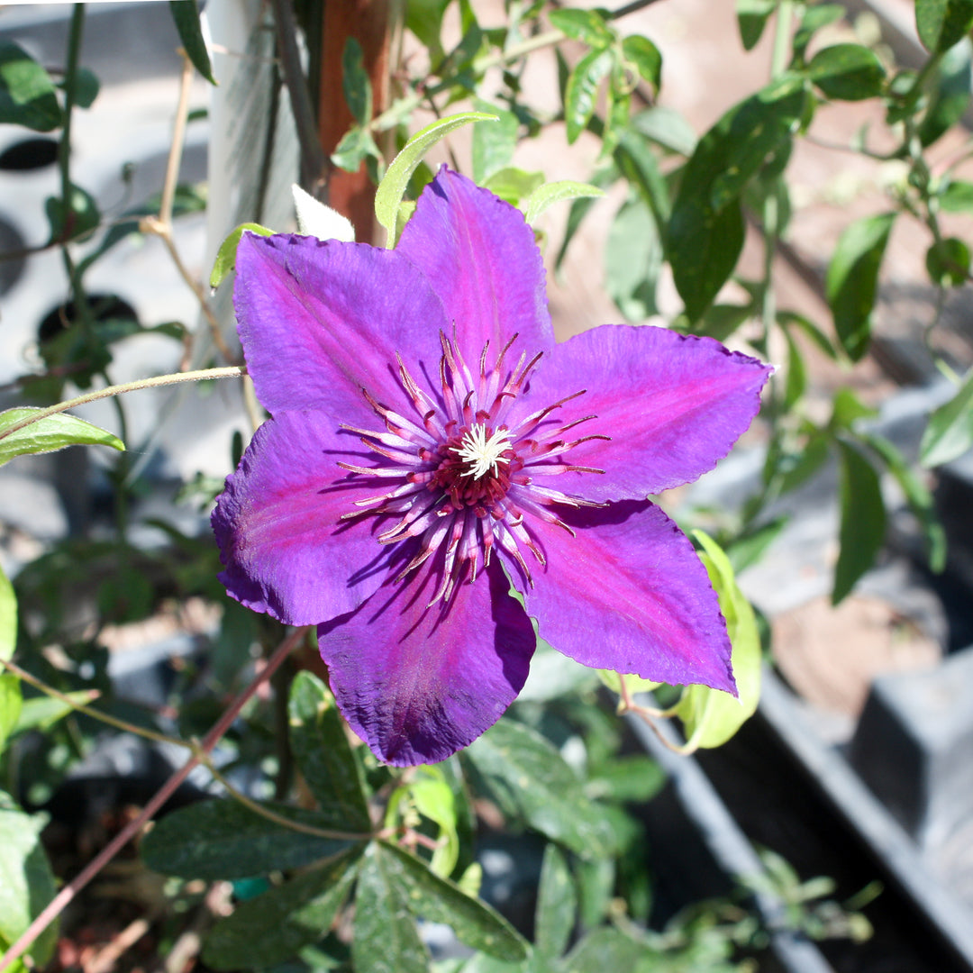 Clematis 'Evipo074' Edda Clematis, 1 Gallon Vine