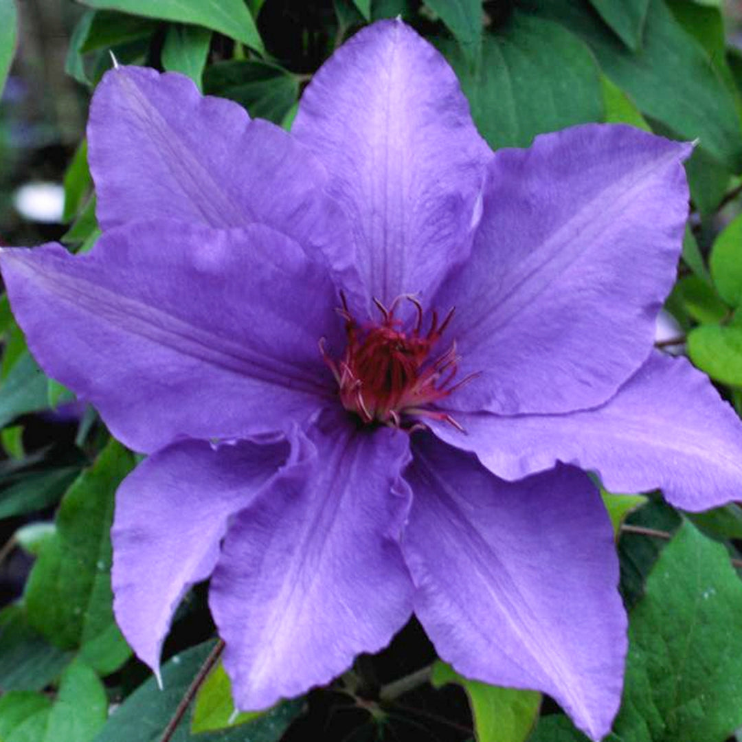 Clematis x 'Evipo019' PP16069 Boulevard® Parisienne™ Clematis, 1 Gallon Vine