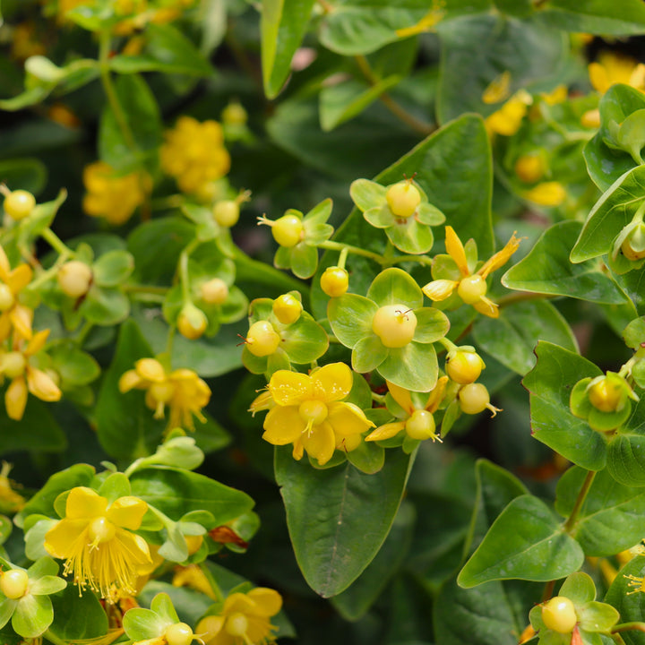Hypericum x inodorum 'KOLCHAM' PPAF FloralBerry Champagne St. Johns Wort, 2 Gallon Shrub