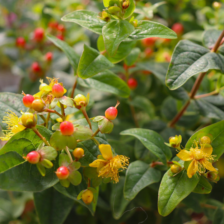 Hypericum x inodorum 'KOLPINOT' PPAF FloralBerry Pinot St. Johns Wort, 2 Gallon Shrub