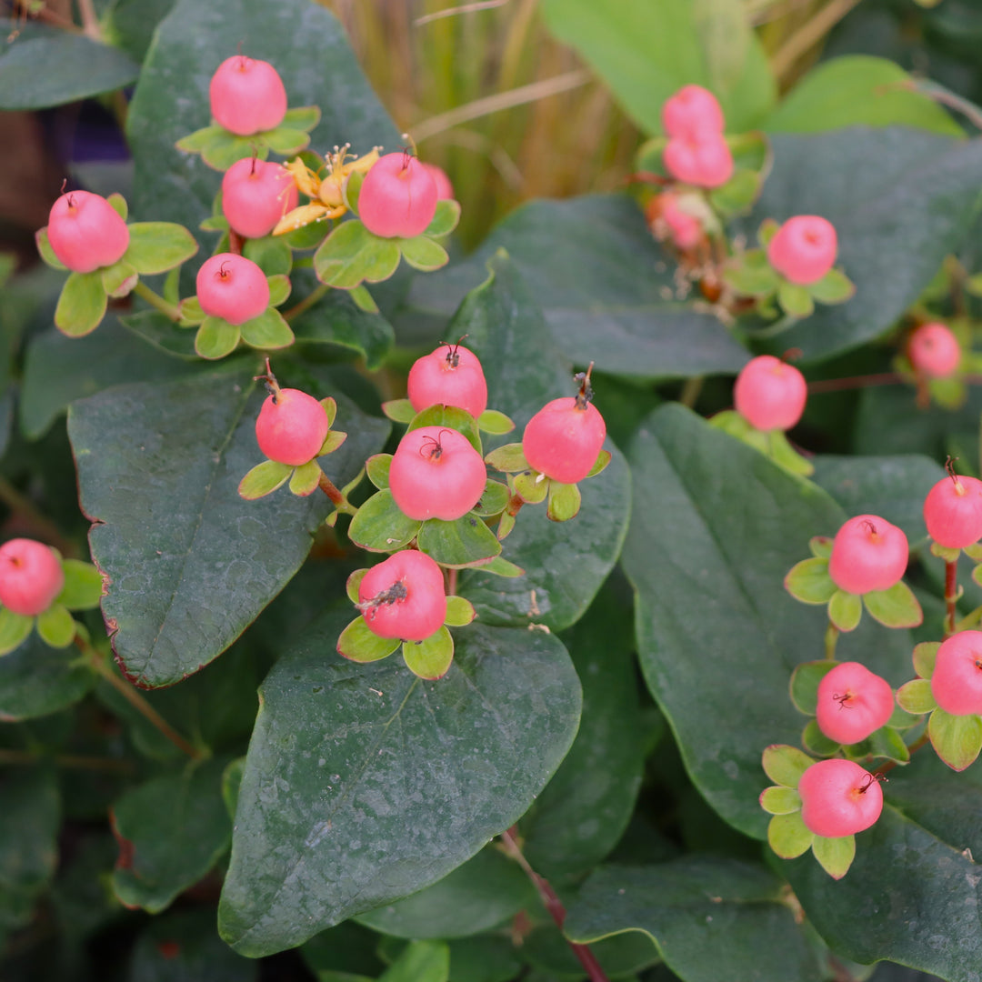 Hypericum x inodorum 'KOLROS' FloralBerry Rose St. Johns Wort, 2 Gallon Shrub