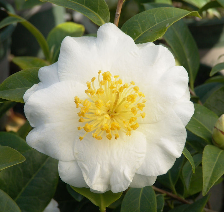Camellia japonica 'Silver Waves' Camellia, 2 Gallon Shrub