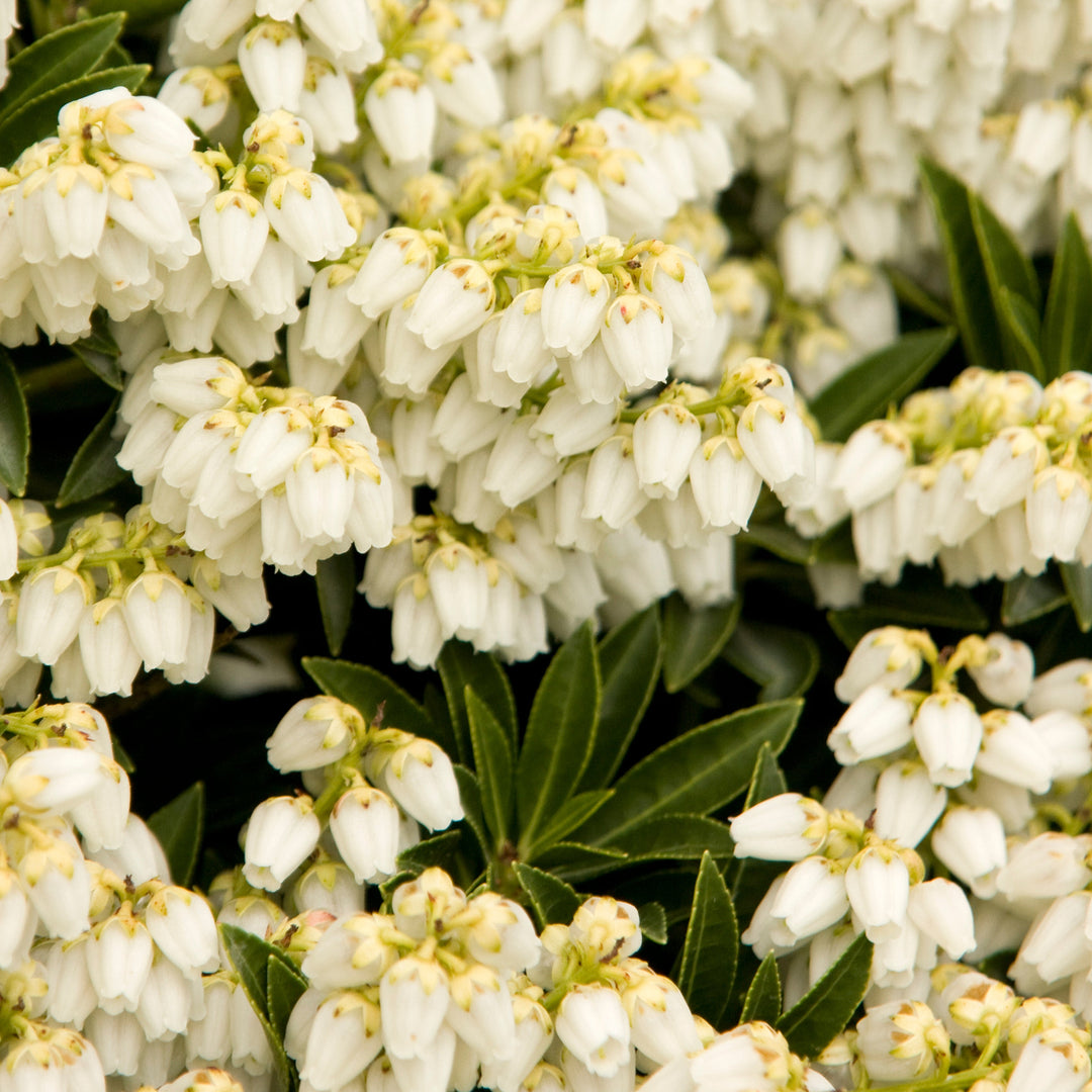 Pieris japonica 'Prelude' Japanese Andromeda, 2 Gallon Shrub