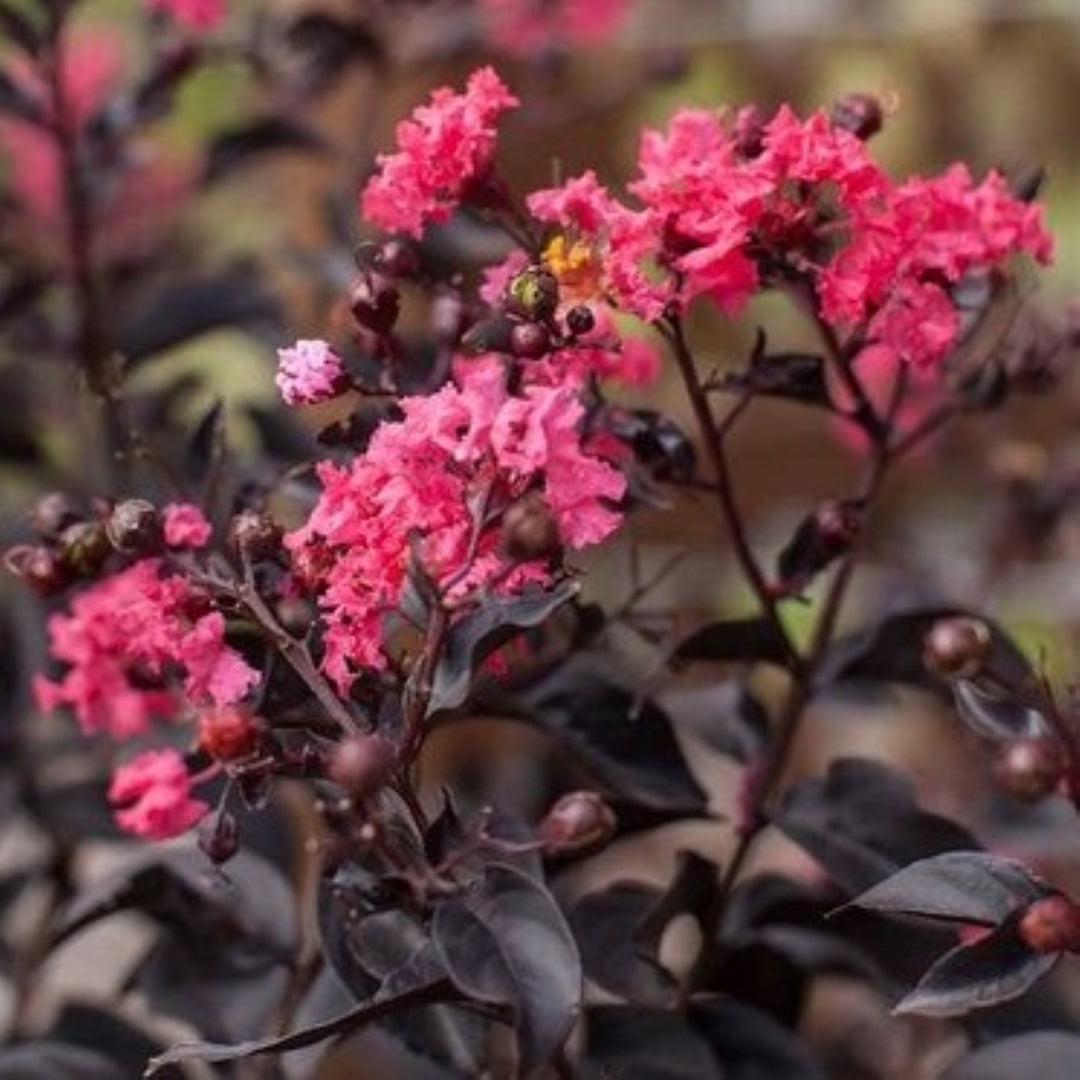 Lagerstroemia 'PIILAG-VIII' PP27194 First Editions® Twilight Magic™ Crape Myrtle, 1 Gallon Tree