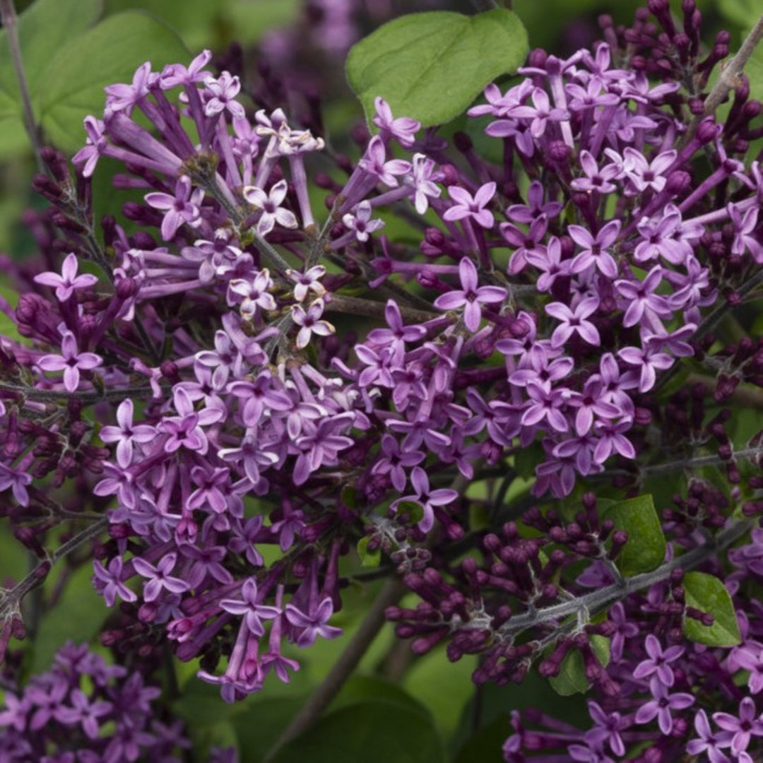 Syringa x 'SMSJBP7' PP26549 Bloomerang® Dark Purple Reblooming Lilac, 1 Gallon Shrub