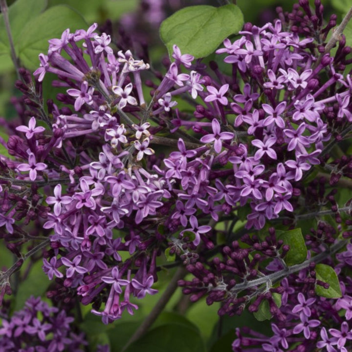 Syringa x 'SMSJBP7' PP26549 Bloomerang® Dark Purple Reblooming Lilac, 1 Gallon Shrub