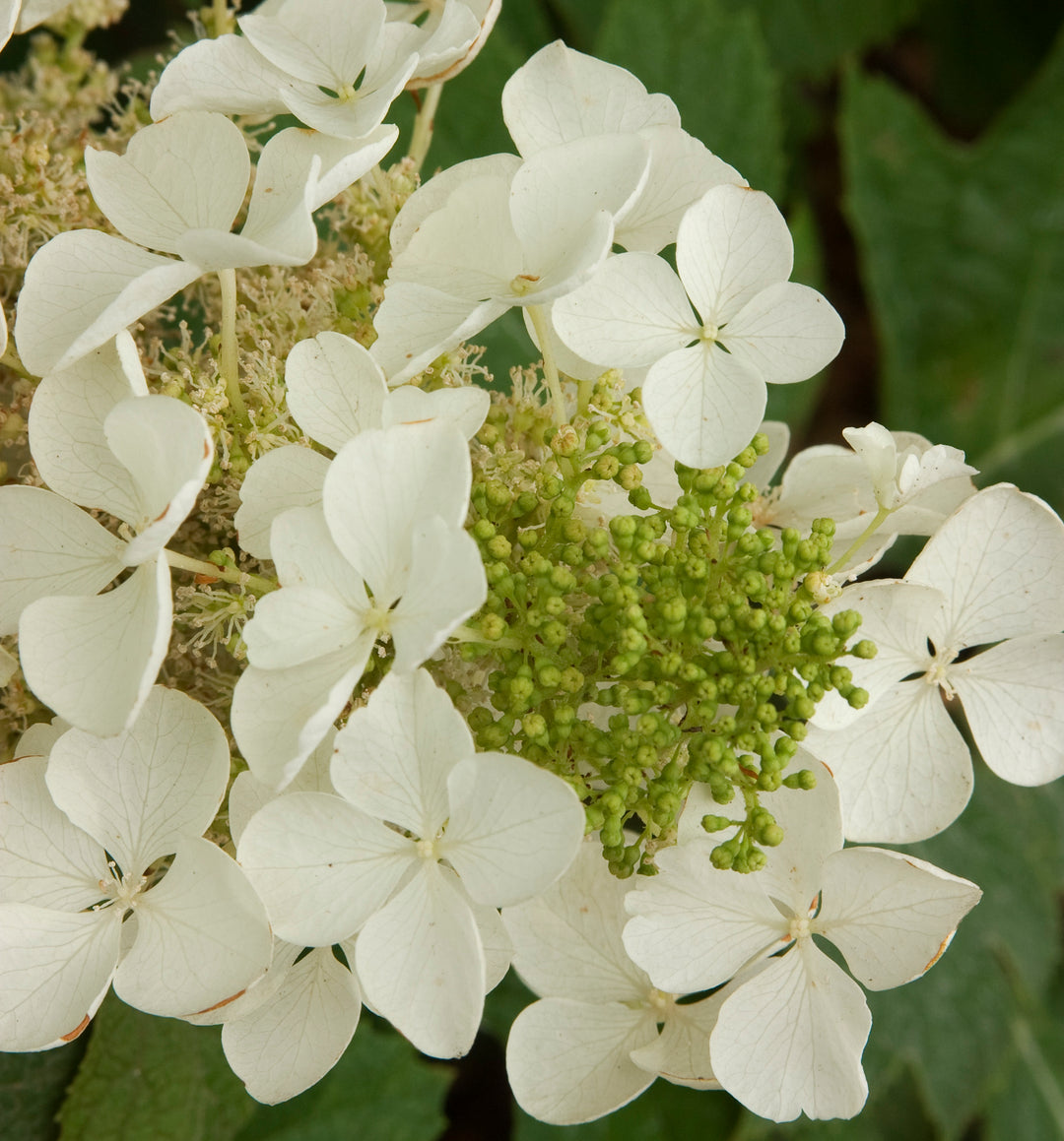 Hydrangea quercifolia 'Pee Wee' Oakleaf Hydrangea, 2 Gallon Shrub