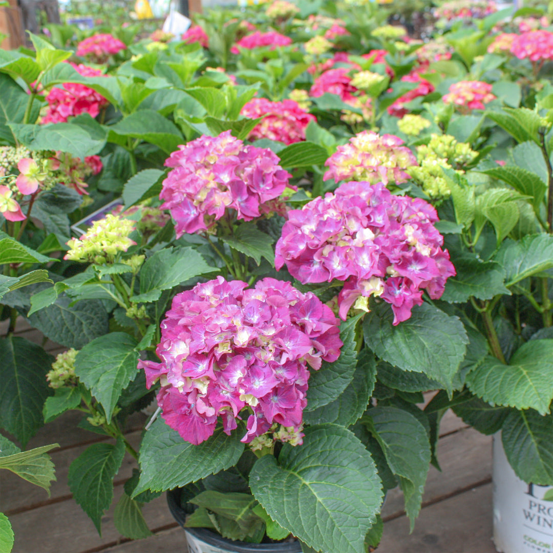 Hydrangea macrophylla 'Stragrum' Wee Bit Grumpy® Mophead Hydrangea, 2 Gallon Shrub