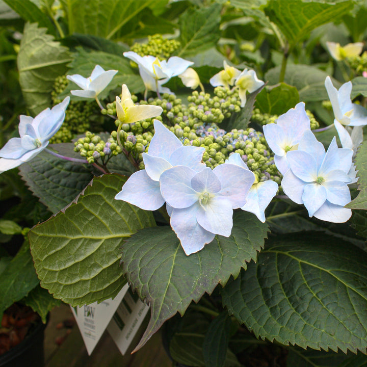 Hydrangea serrata 'SMNHSDD' PP29832 Tuff Stuff™ Ah-Ha® Mountain Hydrangea, 2 Gallon Shrub