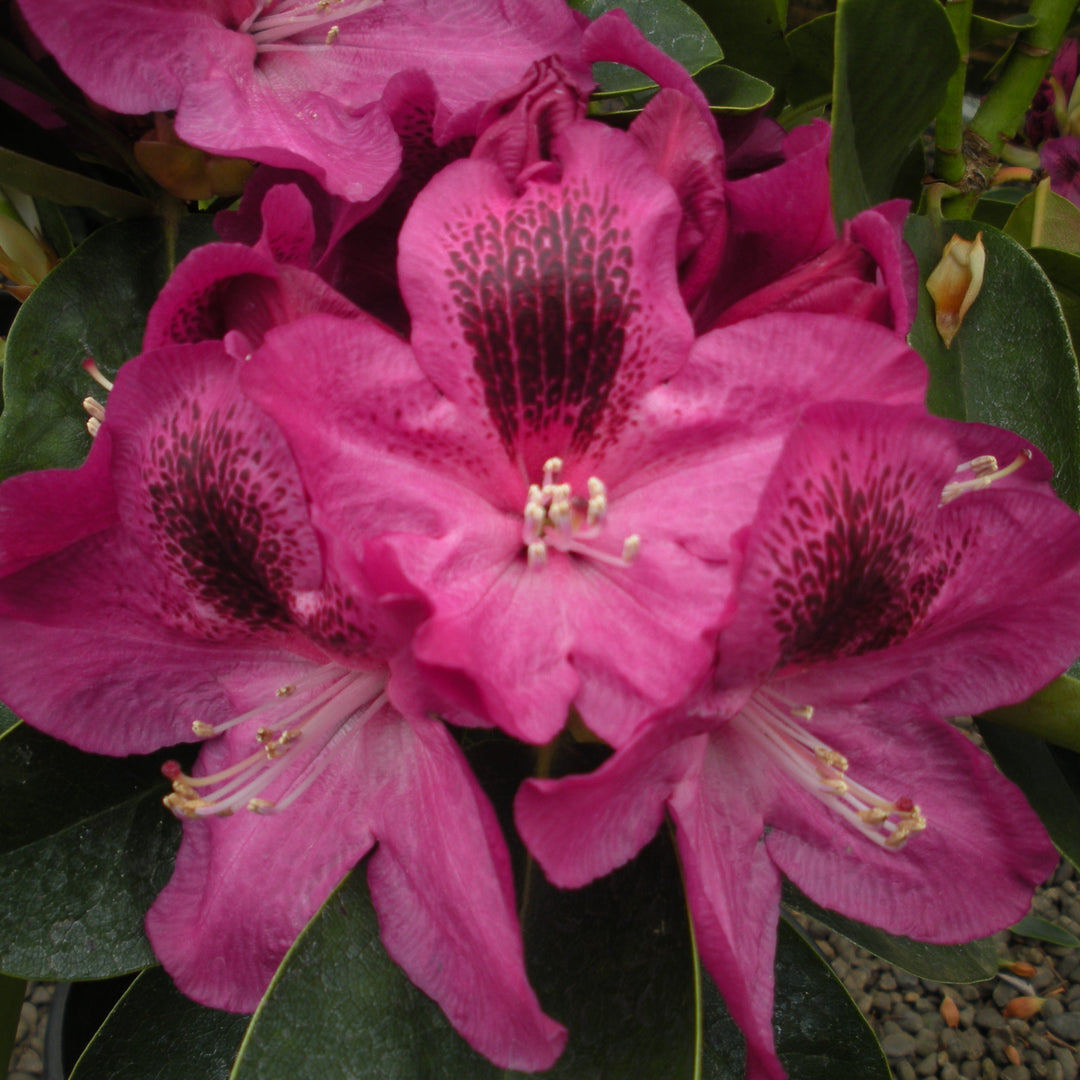 Rhododendron x 'Magenta Sky' Rhododendron, 1 Gallon Shrub