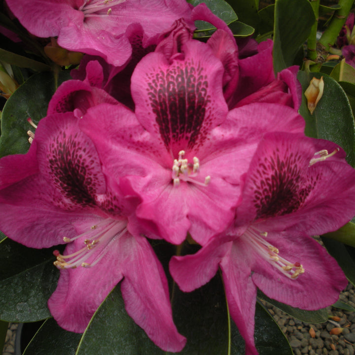Rhododendron x 'Magenta Sky' Rhododendron, 1 Gallon Shrub