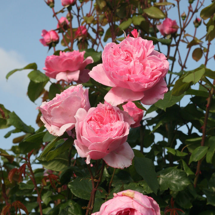Rosa x 'Kornagelio' Kiss Me Kate Climbing Rose, 3 Gallon Shrub