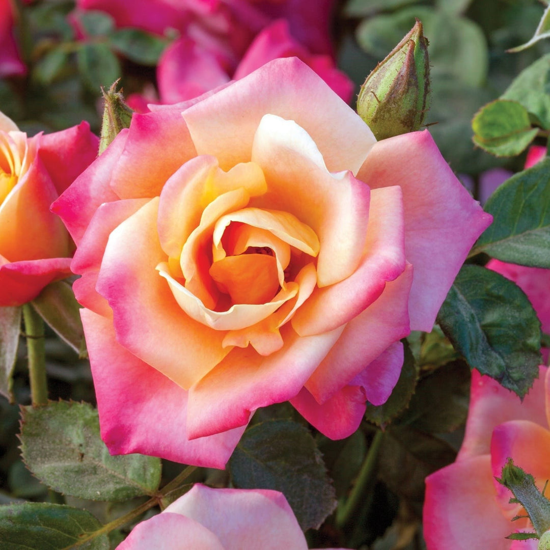 Rosa x 'Meidoscope' Polynesian Punch Floribunda Rose, 3 Gallon Shrub