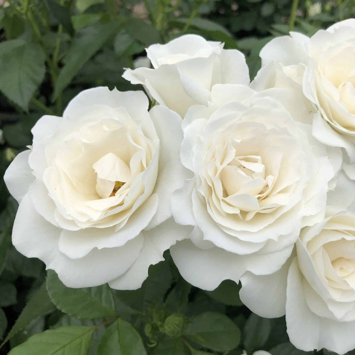 Rosa x 'Korfloci' Veranda White Floribunda Rose, 3 Gallon Shrub
