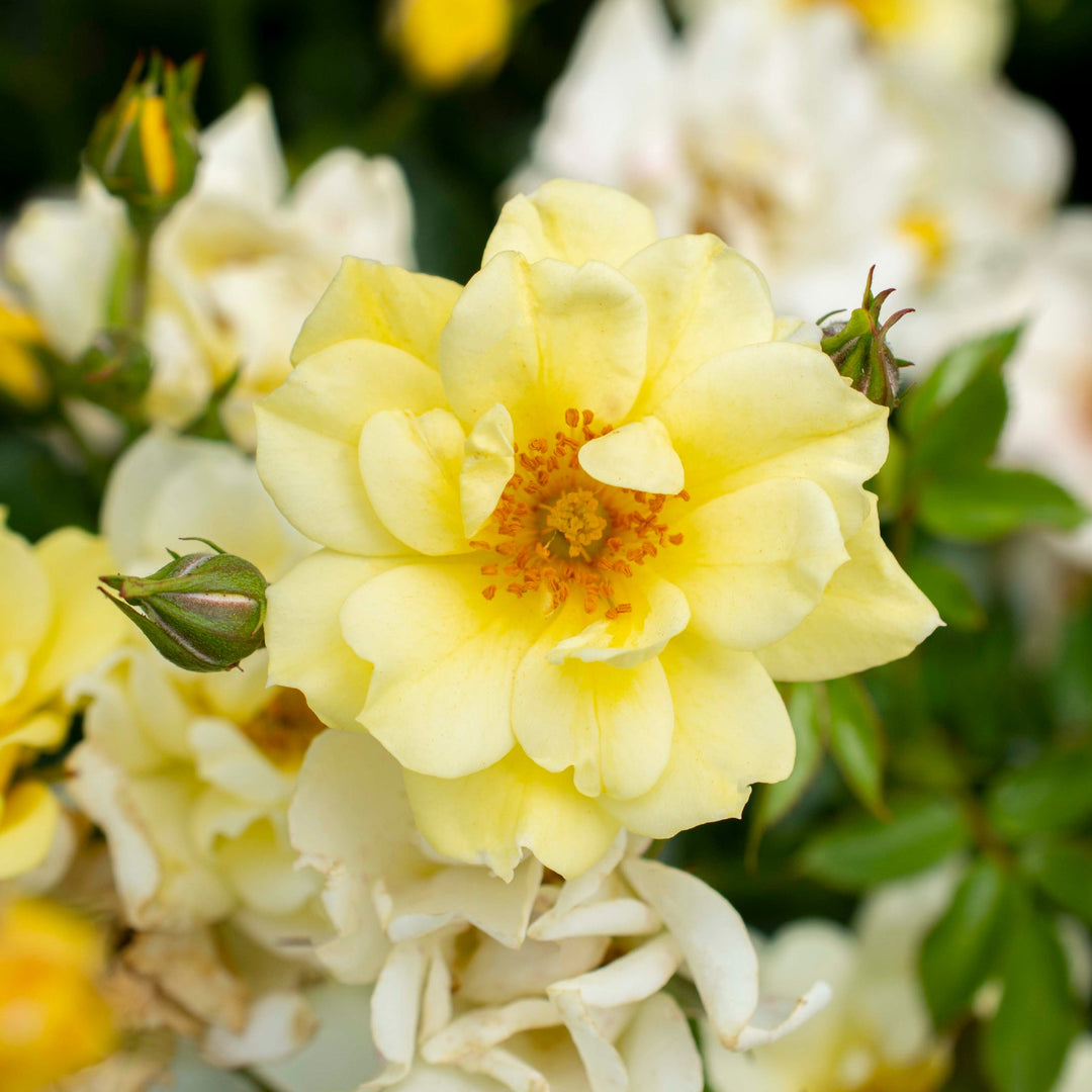 Rosa x 'Meisentmil' Lemon Drift® Groundcover Rose, 3 Gallon Shrub